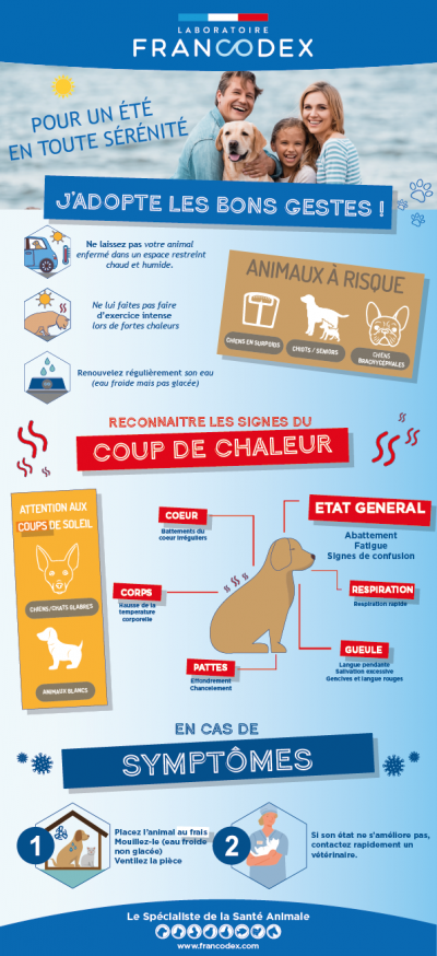 Comment rafraîchir un chien et prendre soin de lui en été Francodex