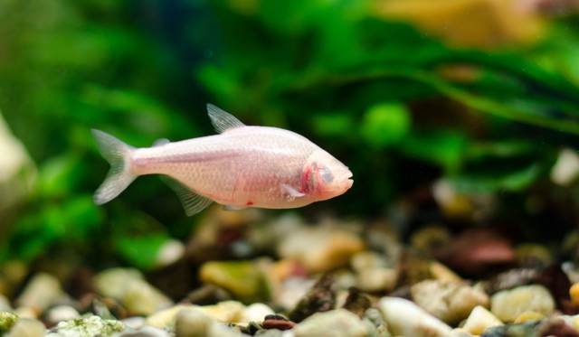 Is My Neon Fish Sick Or Pregnant?